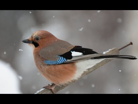 Видео: Сойка и интересные факты о ней