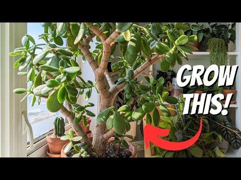 Видео: как вырастить дерево из жадеита | 5 ВАЖНЫХ СОВЕТОВ