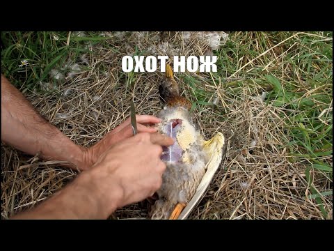 Видео: Практичный и дешевый охотничий скелетный  нож Buck 135 PakLite Caper