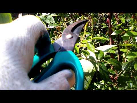 Видео: Летняя санитарная обрезка мускусных роз после первого цветения, на примере розы "Плезентари".