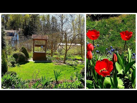 Видео: После холодных ливней По саду огороду Сосед  нас ругает  Очень дорогой навоз как бы