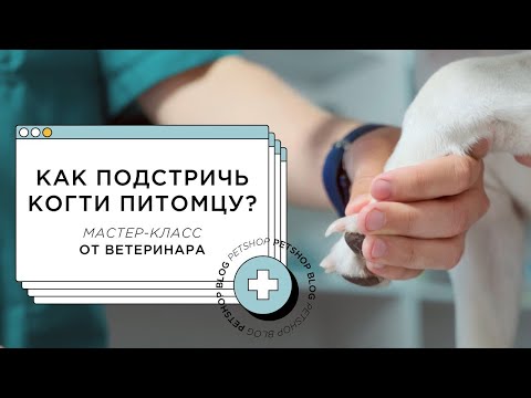 Видео: КАК ПОДСТРИЧЬ КОГТИ СОБАКЕ И КОШКЕ? / МАСТЕР-КЛАСС ОТ ВЕТЕРИНАРА