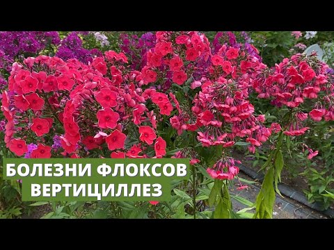 Видео: Вертициллез у флоксов. Насколько он опасен и как лечить эту болезнь