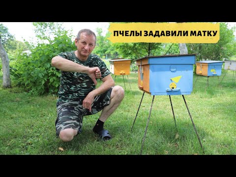 Видео: Слеты нуклеусов | Пчелы задавили пчеломатку