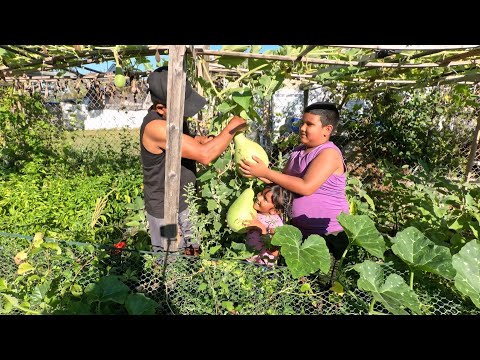 Видео: 🇬🇾🇺🇸Жатва в самом расцвете🇬🇾. Кабачки и тыквы из нашего сада. 🇬🇾🇺🇸