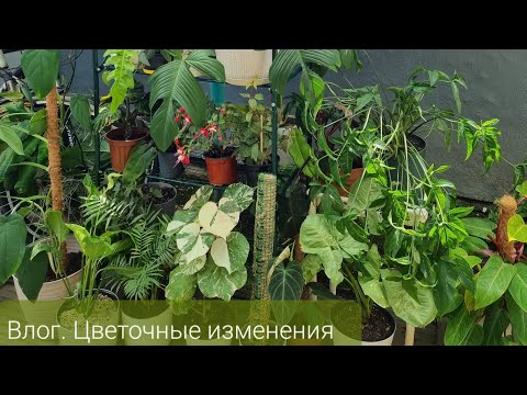 Видео: Влог. Цветочные изменения