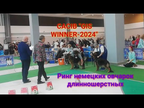 Видео: CACIB "ПОБЕДИТЕЛЬ СНГ-2024 / GIS WINNER-2024", ринг немецких овчарок длинношерстных