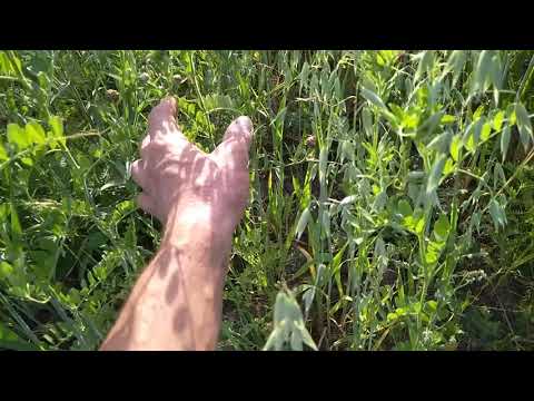 Видео: Уборка вико овса на сенаж