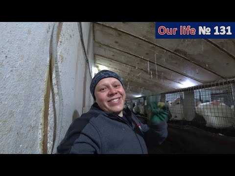 Видео: Кролики это не только ценный мех но и .......