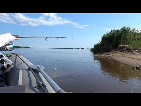 Видео: Клюёт! Желтощёк, Краснопёр, Верхогляд. Рыбалка на спиннинг Дальний Восток Амур