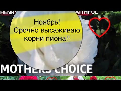 Видео: Посадка корней пионов поздней осенью