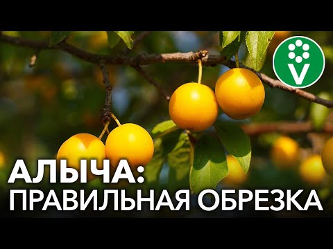 Видео: ОБРЕЗКА СЛИВЫ И АЛЫЧИ: 2 простых приема для получения вкуснейшего урожая!