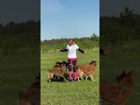 Видео: Мое трио 🐕🐕🐕🔥🔥🔥 #дрессировка #танцыссобаками #малинуа