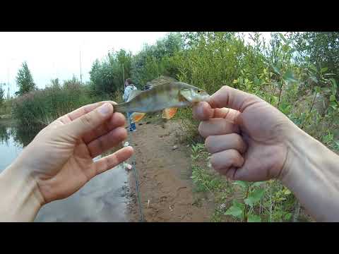 Видео: #62 Мормышинг | Smith Fieldream FLDB-64UL |