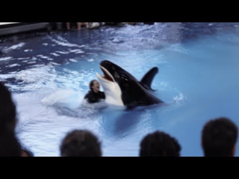 Видео: УЖАСАЮЩИЕ Последние Минуты Жизни Дрессировщицы Косаток Бритни Уайт
