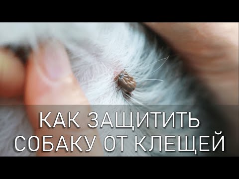 Видео: Хотошо | Бурят-монгольский волкодав - Таблетки от клещей для собак