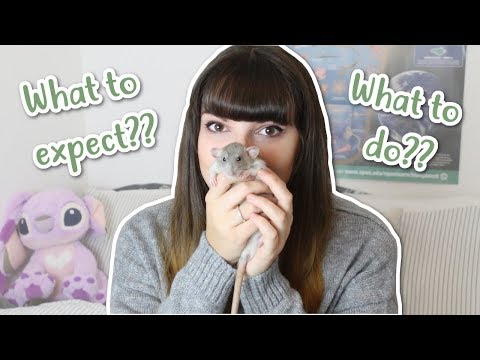 Видео: 🏠 КРЫСЫ В ДОМЕ 🏠 | Что делать и чего ожидать