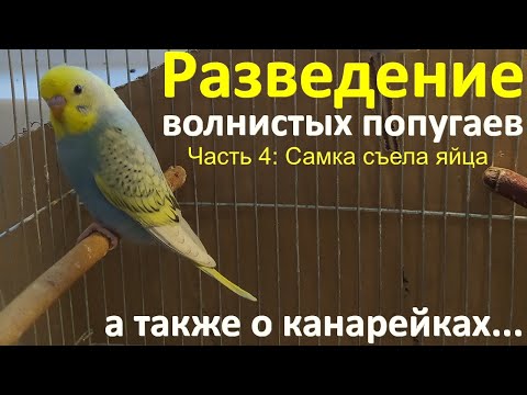 Видео: Волнистые попугаи и канарейки. Новости