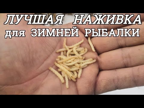 Видео: ЛУЧШАЯ НАЖИВКА  для  ЗИМНЕЙ РЫБАЛКИ это личинка КАМЫШОВОЙ МОЛИ: Как и где можно её легко найти.