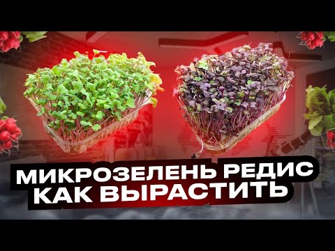 Видео: Микрозелень Редис! Как посадить и вырастить микрозелень редиса!? Бизнес, микрозелень!