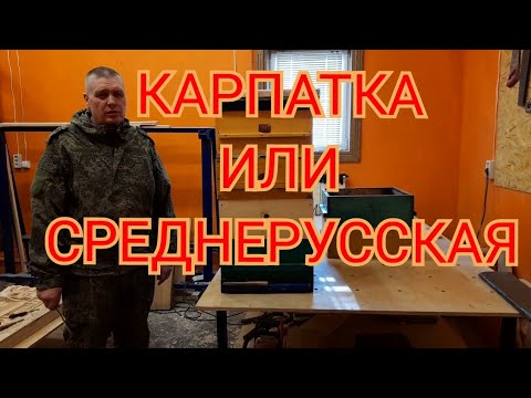 Видео: ЛУЧШАЯ ПОРОДА ПЧЁЛ.