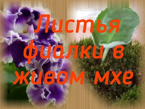 Видео: Листья фиалки в живом мхе