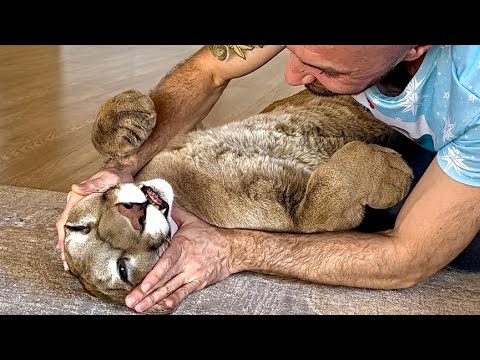 Видео: Невероятная дикая кошка, которая живет дома! Пума Месси любит обниматься, ворчать и массаж😍