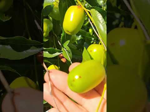 Видео: 20 сентября.В саду у Марины😍.
