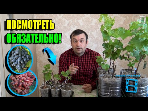 Видео: ПОЧЕМУ ПОГИБАЮТ, ВНОВЬ УКОРЕНЕННЫЕ САЖЕНЦЫ ВИНОГРАДА? СЕВЕРНЫЙ ВИНОГРАДНИК 24-07