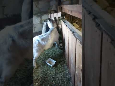 Видео: Отёк вымени, что я делаю!