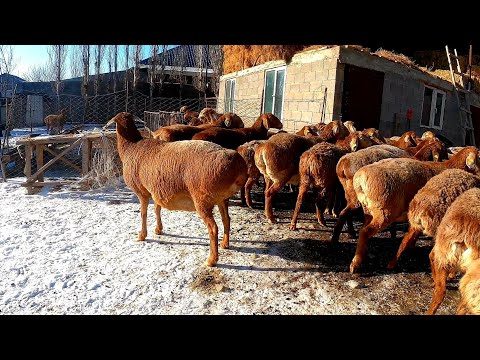 Видео: БАУЫРЖАН АҒАНЫҢ ГИССАР ҚОШҚАР-САУЛЫҚТАРЫ САНЫ-САПАҒА ЖҰМЫС/БАЗАР КЗ