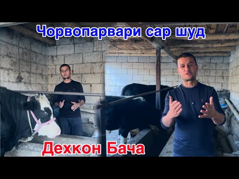 Видео: Чорвопарвари дар соли 2026, чи мешавад ? Кор сар шуд,        24 октября 2025 г.