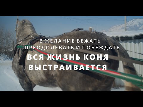Видео: Орловские рысаки. Жизнь на пике