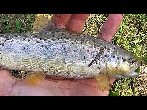 Видео: Рыбалка на форель в горной речке, много "крупной" форели.  Trout fishing 🎣 #fishing #trout