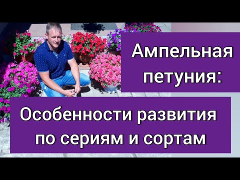 Видео: Ампельная петуния: развитие по сортам и сериям