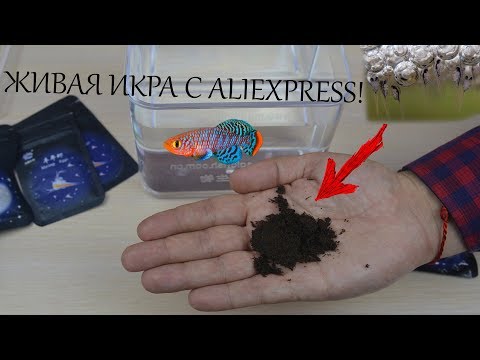 Видео: ЖИВАЯ РЫБА С Aliexpress! Проверка эксперимента SlivkiShow!!!