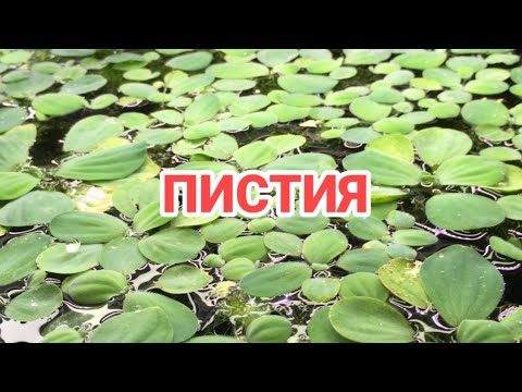 Видео: ПИСТИЯ. СОДЕРЖАНИЕ В АКВАРИУМЕ