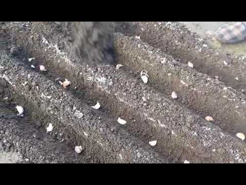 Видео: Ինչպես և երբ ցանել սխտորը Как и когда сеять чеснок,How and when to sow garlic