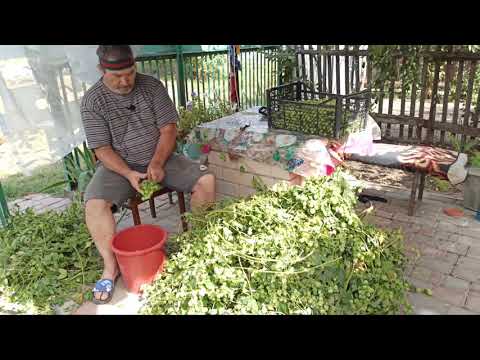 Видео: Сбор Жатецкого домашнего хмеля !