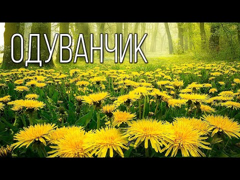 Видео: Одуванчик: Маленькое "солнышко" | Интересные факты про одуванчик