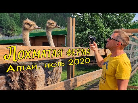 Видео: Лохматая ферма. Куда пойти с детьми на Алтае.