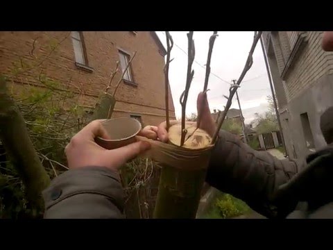 Видео: Щеплення груші на яблуні. Прививка груши на яблоню. Grafting pear on apple