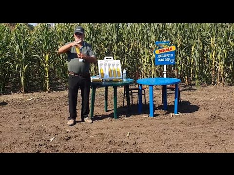 Видео: Осмотр демо полей кукурузы от Байер DEKALB. Интересно о рапсе в конце.Зона Степи.АФ Днестровская