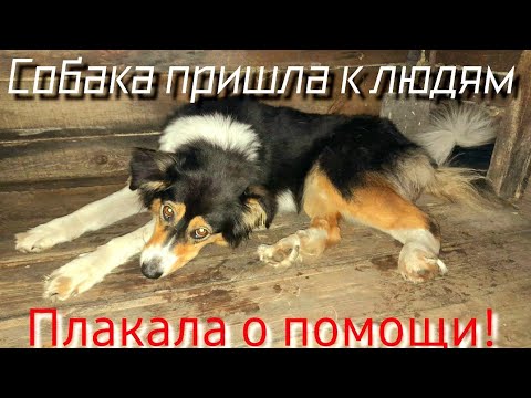 Видео: 🔴Кто-то жестоко обидел бездомную собаку /она пришла к людям за помощью /help save a homeless the dog