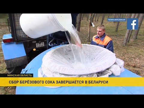 Видео: Березовый сок: чистый, как слеза и сладкий, как мед! Сбор целебного напитка в Беларуси завершается