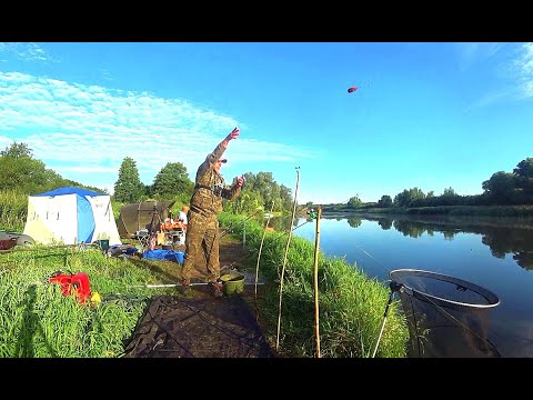 Видео: РЫБАЛКА С НОЧЕВКОЙ НА ДИКОГО САЗАНА.