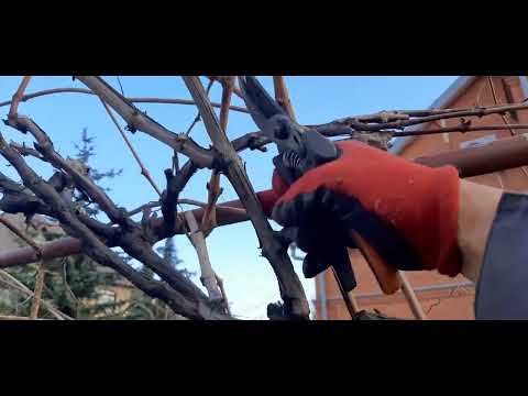 Видео: ВАРИАНТ ОБРЕЗКИ ВИНОГРАДА НА АРКЕ НА КОРОТКИЕ РОЖКИ.