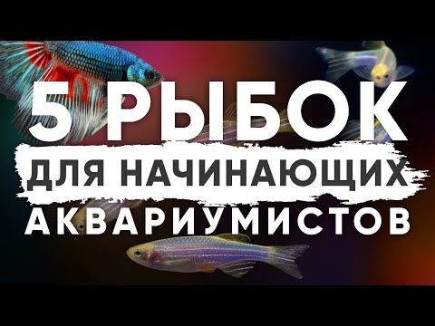 Видео: Неприхотливые аквариумные рыбки для начинающих. Мой Топ-5