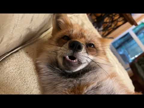 Видео: Алиса - лиса. Теперь валяюсь на диване