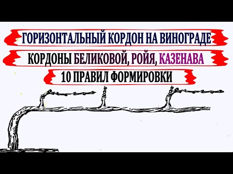 Видео: 🍇 Узнай ЭТИ 10 секретов настоящего ГОРИЗОНТАЛЬНОГО КОРДОНА/Кордоны Беликовой, Ройя, Казенава, Меруза